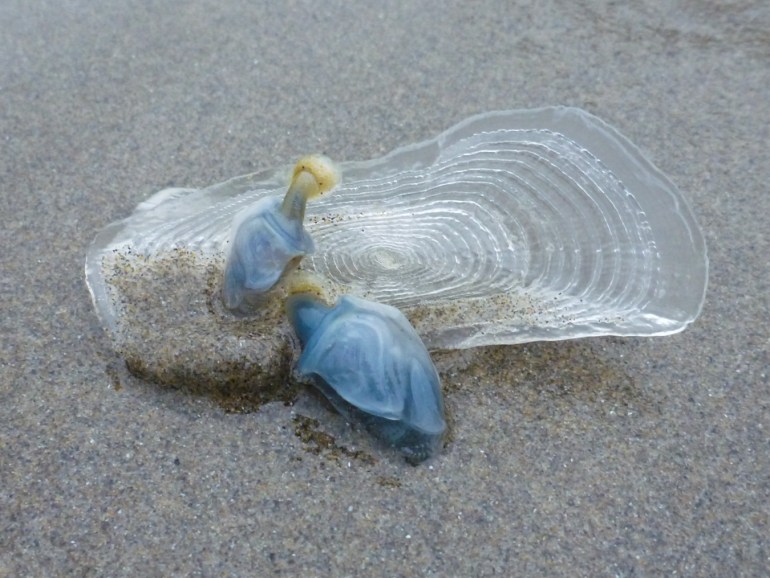 Two blue buoy barnacles Dosima fascicularis attached by their foam floats to bleached by-the-wind sailor Velella velella resting on the sand.