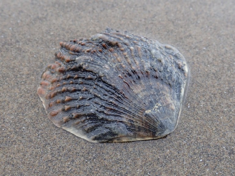 Closeup of an empty drifted Crassadoma gigantea giant rock scallop shell resting exterior surface up on the sand.
