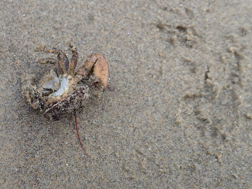 A flat porcelain crab Petrolisthes cinctipes upside down in the sand.