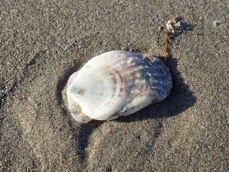 An empty and drifted rock scallop Crassadoma gigantea shell, just one valve, resting on the sand. Exterior surface exposed.