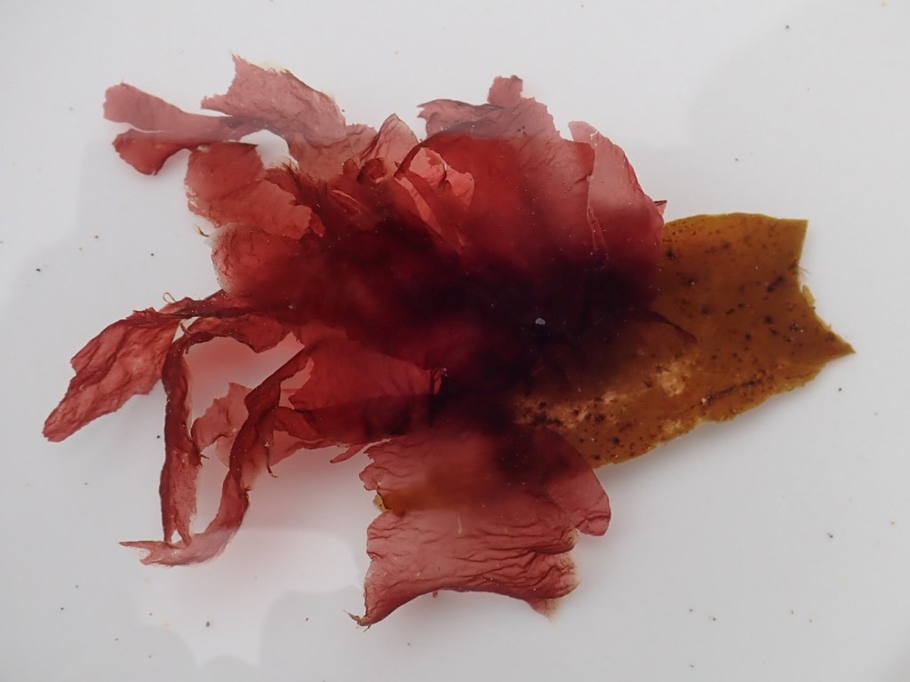 Pyropia gardneri blades growing on a worn Laminaria sinclairii blade tip are shown floating in a shallow bowl.
