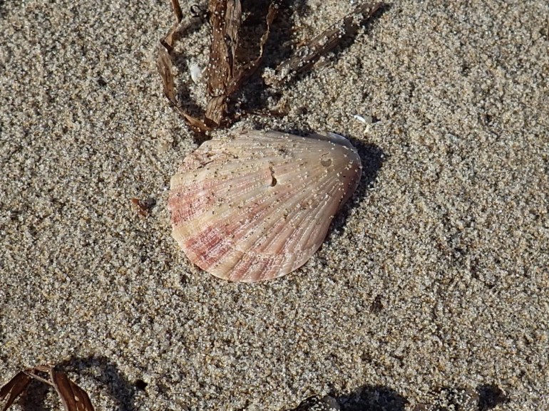 An empty drifted Chlamys valve resting on the sand. Exterior surface exposed. 