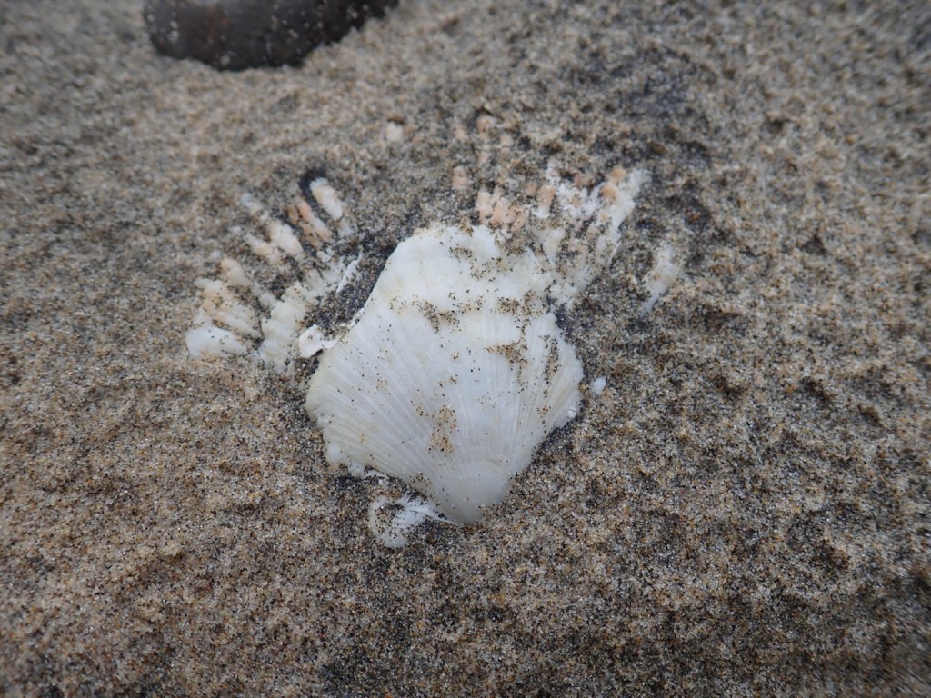 An empty and drifted rock scallop Crassadoma gigantea shell, just one valve, partially buried and resting on the sand. Exterior surface exposed.