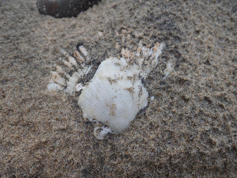 An empty and drifted rock scallop Crassadoma gigantea shell, just one valve, partially buried and resting on the sand. Exterior surface exposed.
