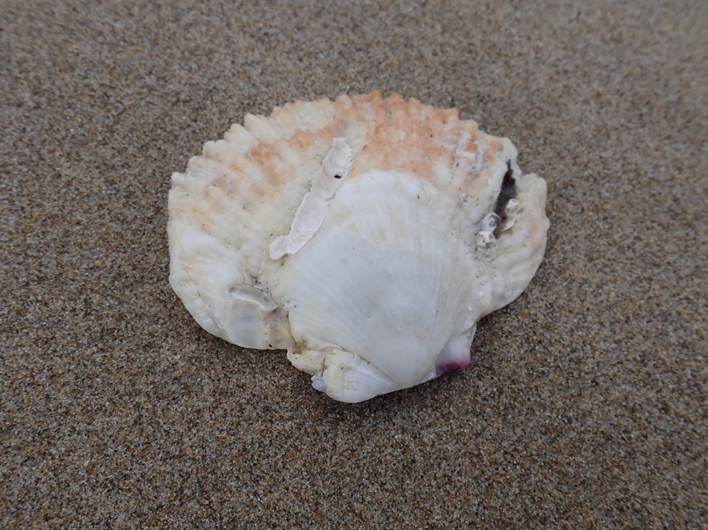 An empty and drifted rock scallop Crassadoma gigantea shell, just one valve, resting on the sand. Exterior surface exposed.