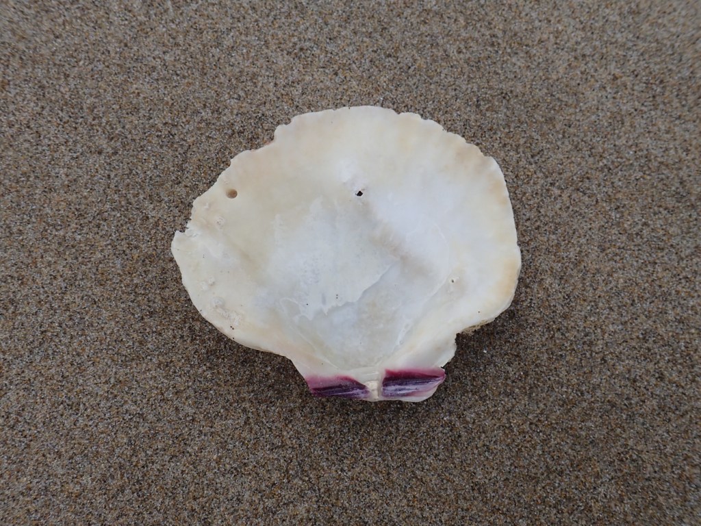 An empty and drifted rock scallop Crassadoma gigantea shell, just one valve, resting on the sand. Interior surface exposed.
