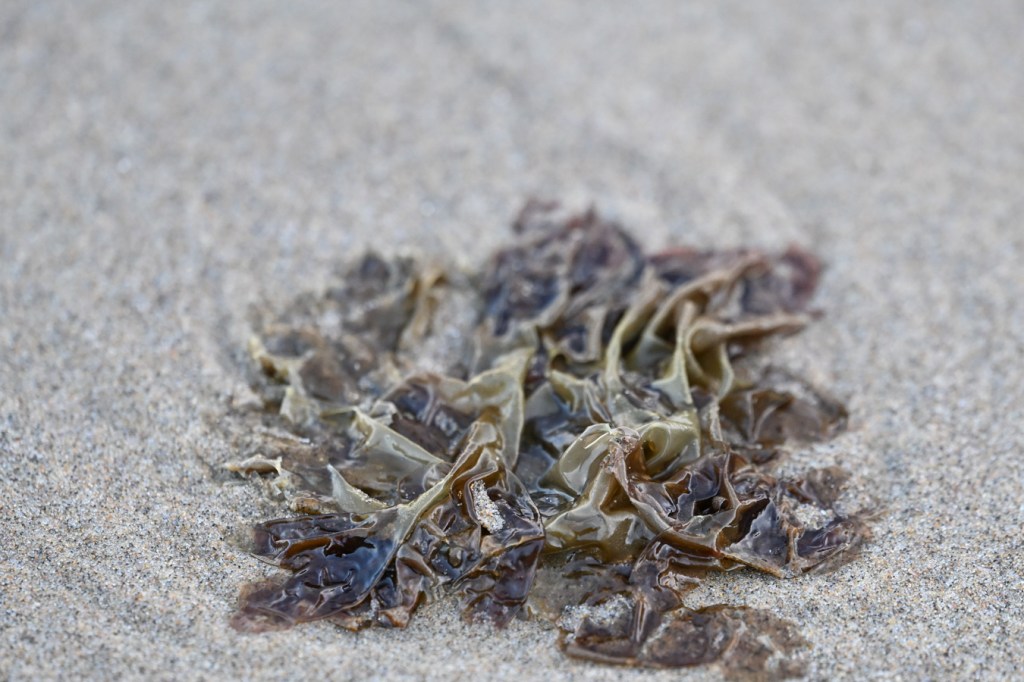 A drifted Pyropia blade rests on the sand.