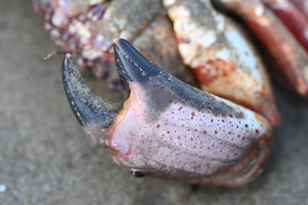 Closeup of the pinching claw (male), spot-bellied crab Romaleon antennarium. In the background, a portion of the rest of the crab, resting upside down on the sand. 