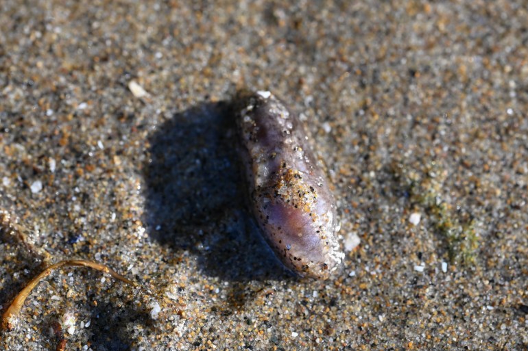 A tar spot cucumber Cucumaria pseudocurata on the sand, discarded by mussel harvesters working in the bed above.