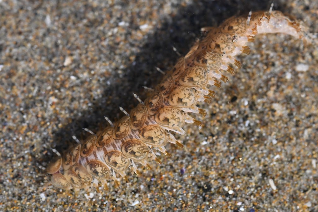A closeup of Halosydna brevisetosa on sand in a shallow pool, discarded by mussel harvesters working the bed above.