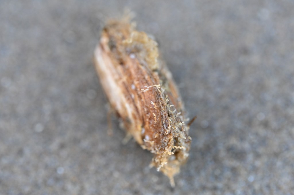 A view along the ventral edge of an Entodesma clam also shows a posterior gape.