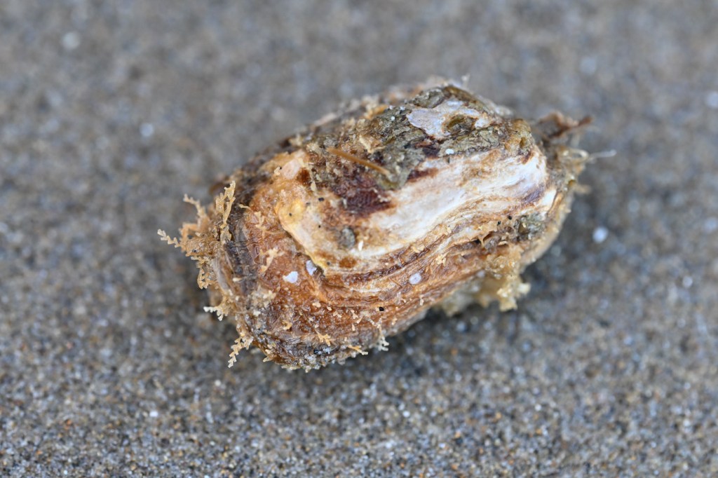 A view of the exterior right valve (I think) of an Entodesma clam.
