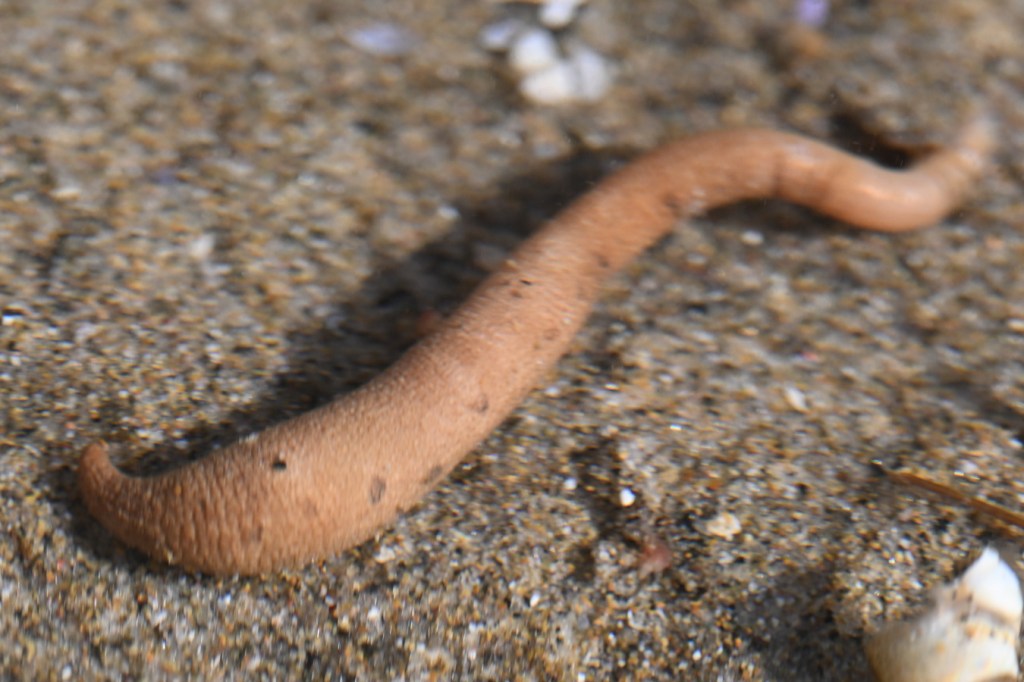 A peanut worm Phascolosoma agassizii on the sand at the bottom of a shallow pool, discarded by mussel harvesters working in the bed above.