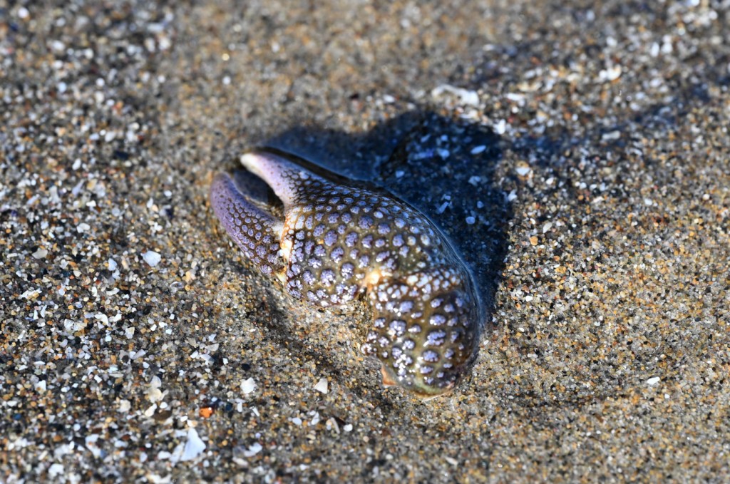 A granular claw crab Oedignathus inermis claw resting on wet sand.