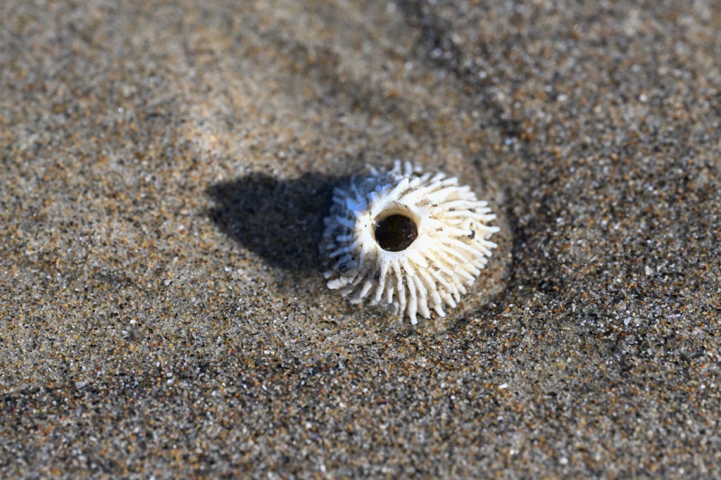 Looking down on a single thatched barnacle Semibalanus cariosus resting right side up on the sand.