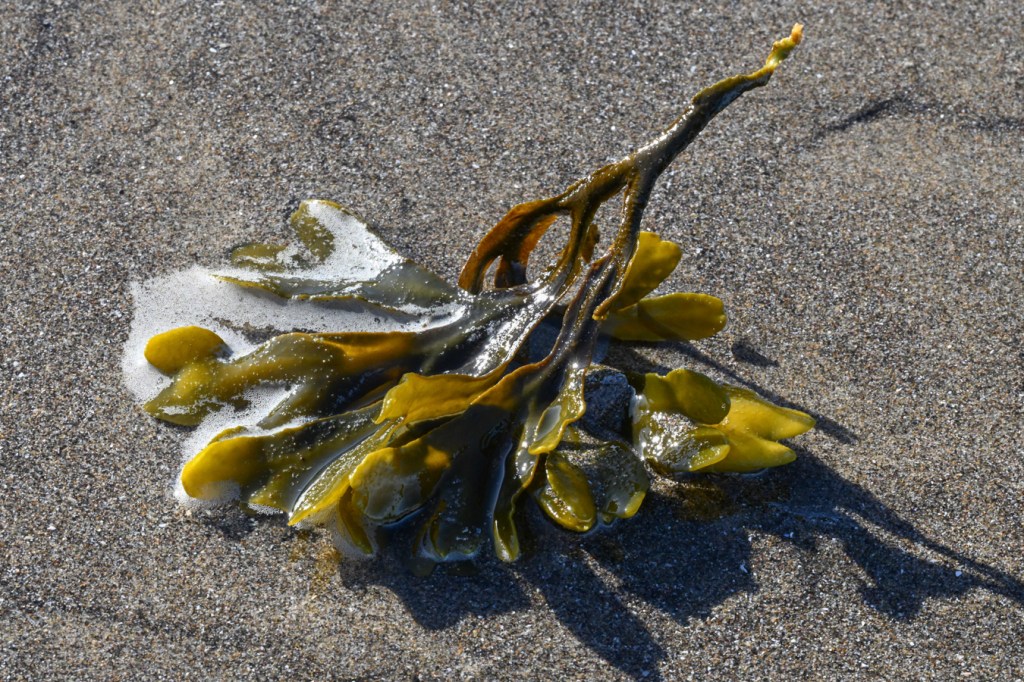 A drifted branch of Fucus resting on wet sand in the swash zone.