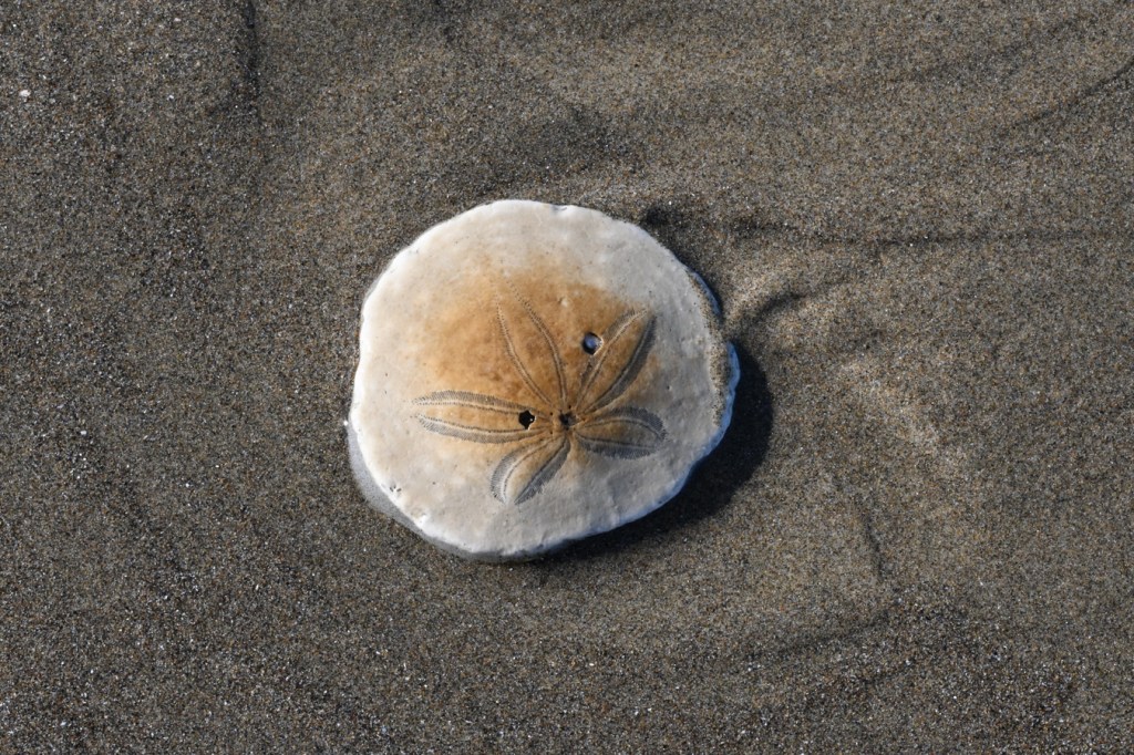 A slightly discolored drifted sand dollar Dendraster excentricus shell resting right side up on the sand.