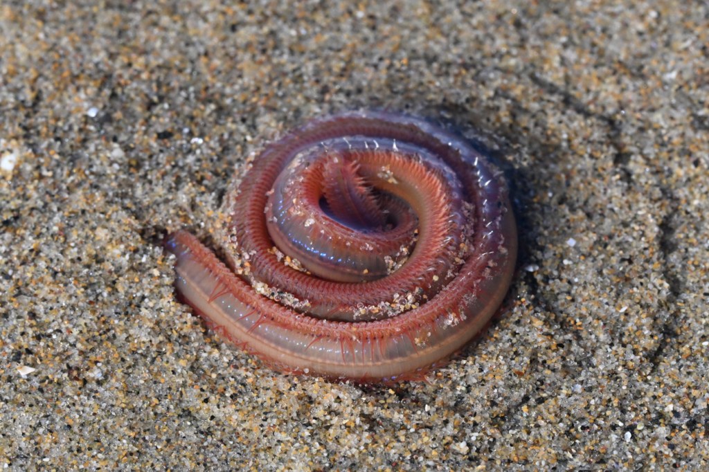 A coiled worm, probably Glycera, heading down into the sand. Most of the body is still above ground.