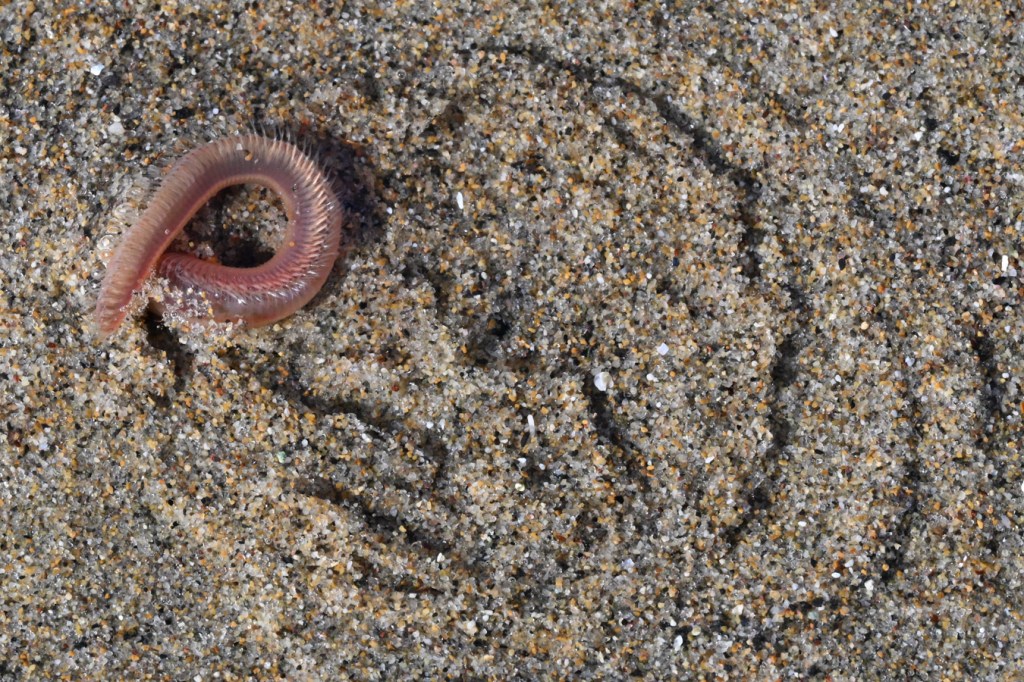 A coiled worm, probably Glycera, heading down into the sand. much less than half of the body length remains on the surface.