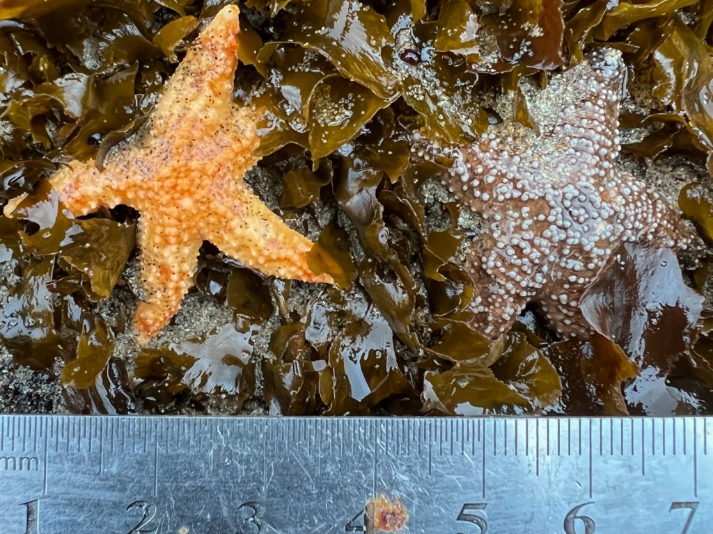 A small mottled star Evasterias troschelii  nestled in a bed of sand-scoured false kelp Phaeostrophion irregulare next to a small ochre star Pisaster ochraceus on a low sand-scoured rock. 15 cm rule for scale.