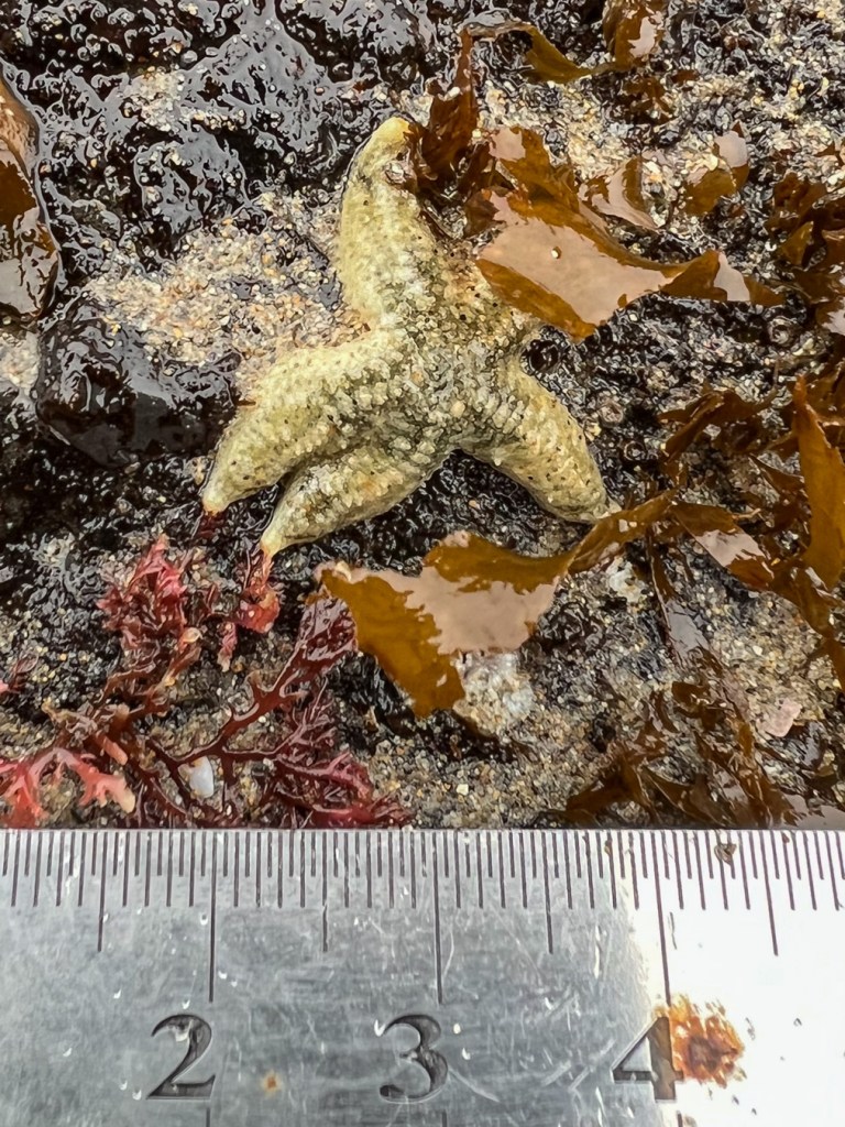 A small mottled star Evasterias troschelii on a low sand-scoured rock. 15 cm rule for scale.