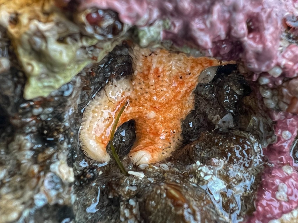 A small mottled star Evasterias troschelii in a protected niche on a low rock. A crustose coralline shares the scene.