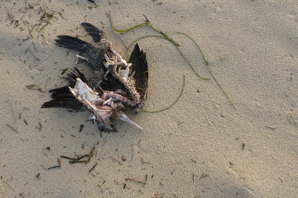 Brandt's cormorant carcass resting on the sand.
