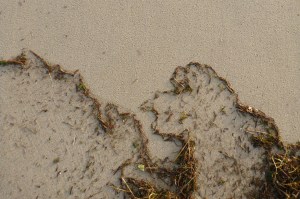 Drift line at the tip top of the drift composed mostly of conifer needles and other terrestrial material. Above the line, rain-dimpled sand.
