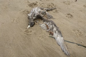 A northern fulmar carcass rests on the sand.