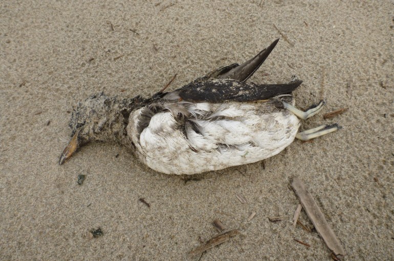 A rhinoceros auklet carcass rests on the sand.
