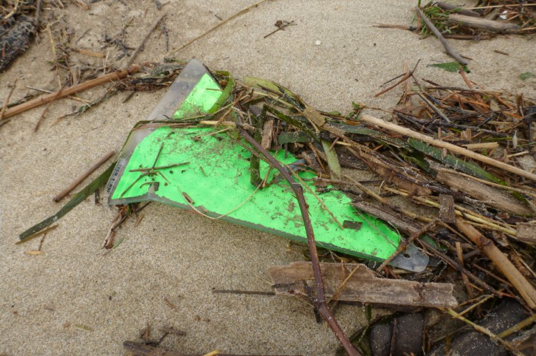A lost salmon flasher amongst the sea wrack.