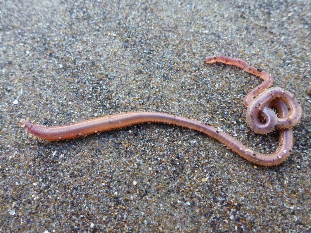 A large pinkish worm, maybe Glycera, out on the surface of moist mid to low intertidal beach sand.
