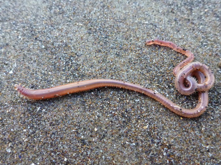 A large pinkish worm, maybe Glycera, out on the surface of moist mid to low intertidal beach sand.