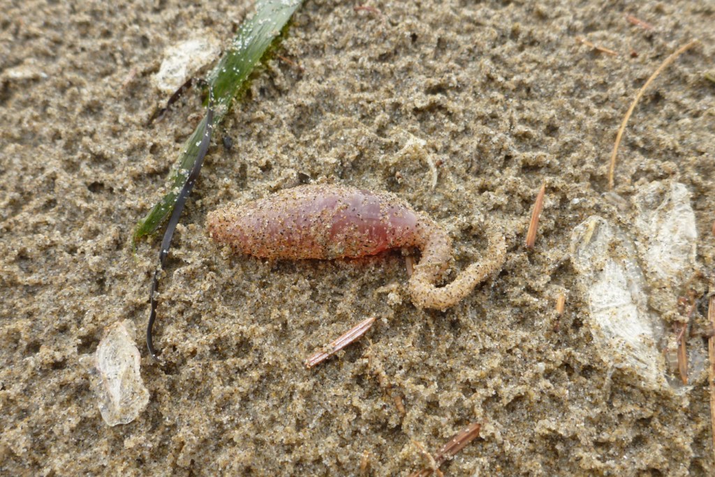 A beachcast Paracaudina chilensis on raindrop dimpled sand. A Zostera blade and four small bleached Velella velella share the scene.