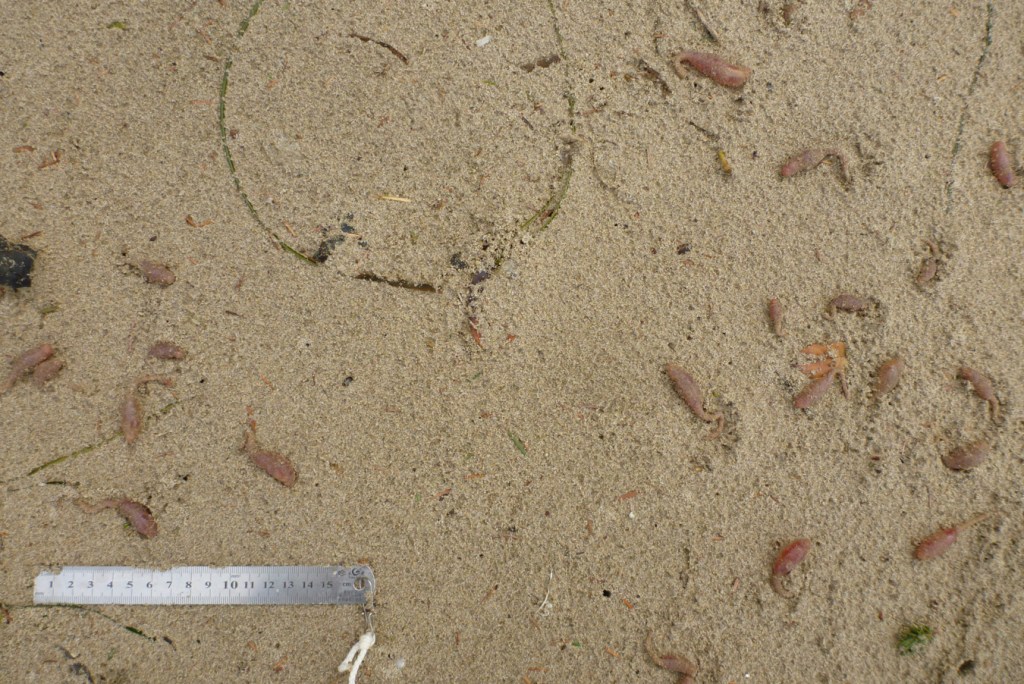 About 20 beachcast rattail cucumbers Paracaudina chilensis on the sand. 15 cm rule for scale.