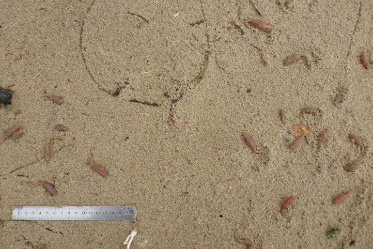 About 20 beachcast rattail cucumbers Paracaudina chilensis on the sand. 15 cm rule for scale.