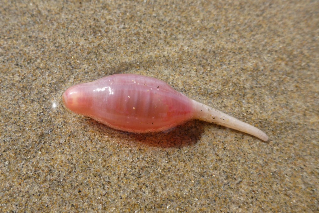 Closeup of a beachcast rattail cucumber Paracaudina chilensis on wet sand.