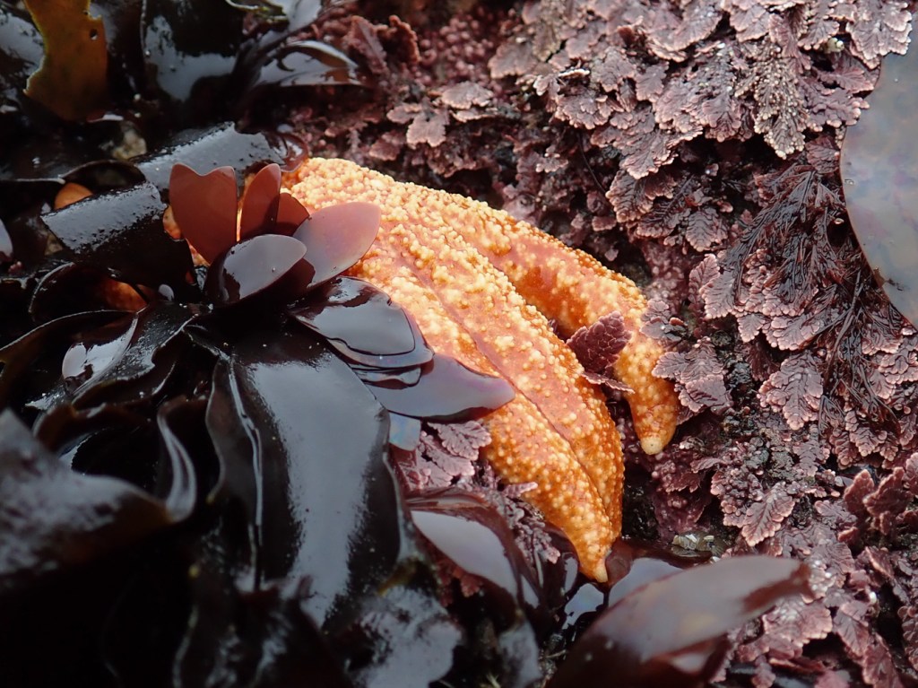 A good-sized mottled star Evasterias troschelii nestled among Bossiella and red blades.
