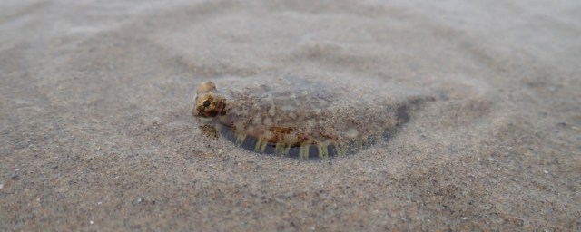 A small flatfish resting in a sea of swash zone sand.