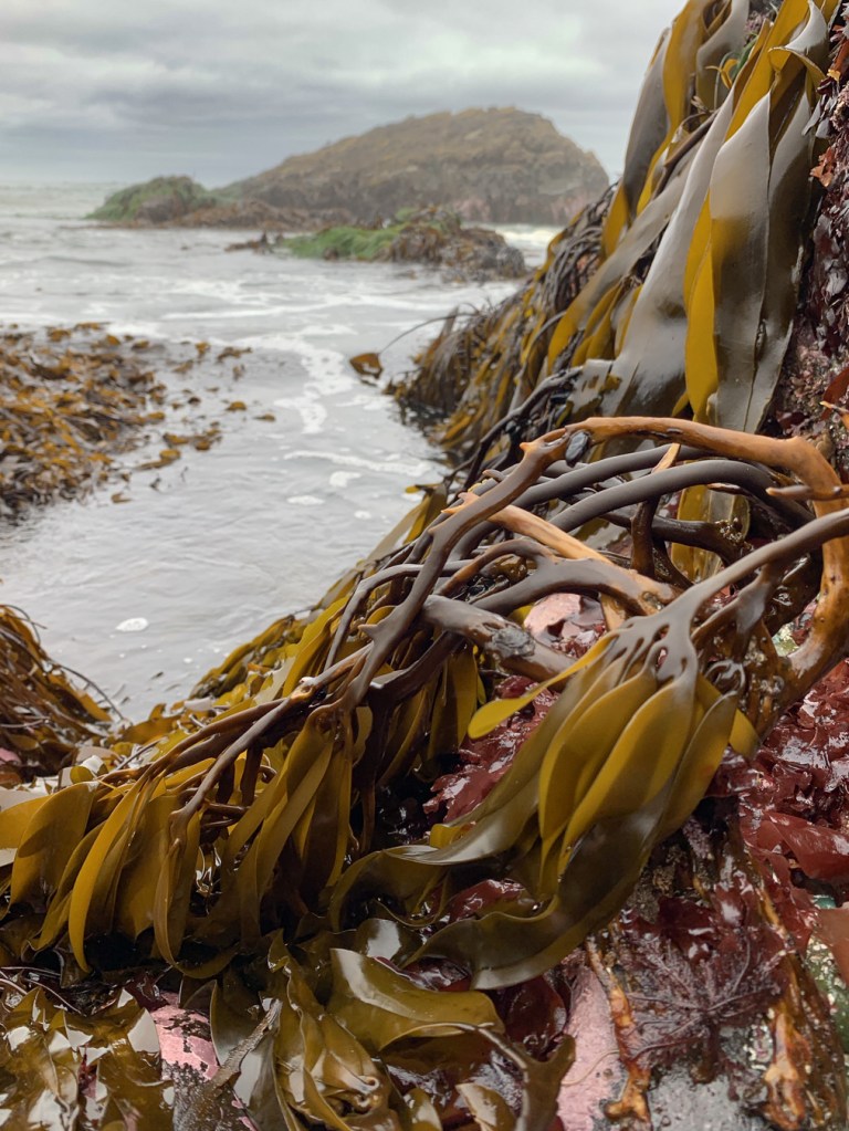Lessoniopsis litoralis in a rocky surf-swept setting. Cloudy sky.