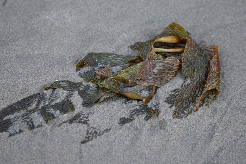 A fragment of drift Macrocystis tenuifolia rats on the sand; just a few  blades and floats.

