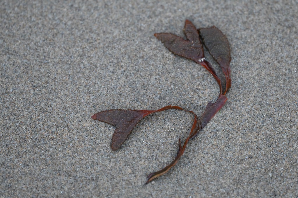 A sprig of drift Fucus resting on the sand.