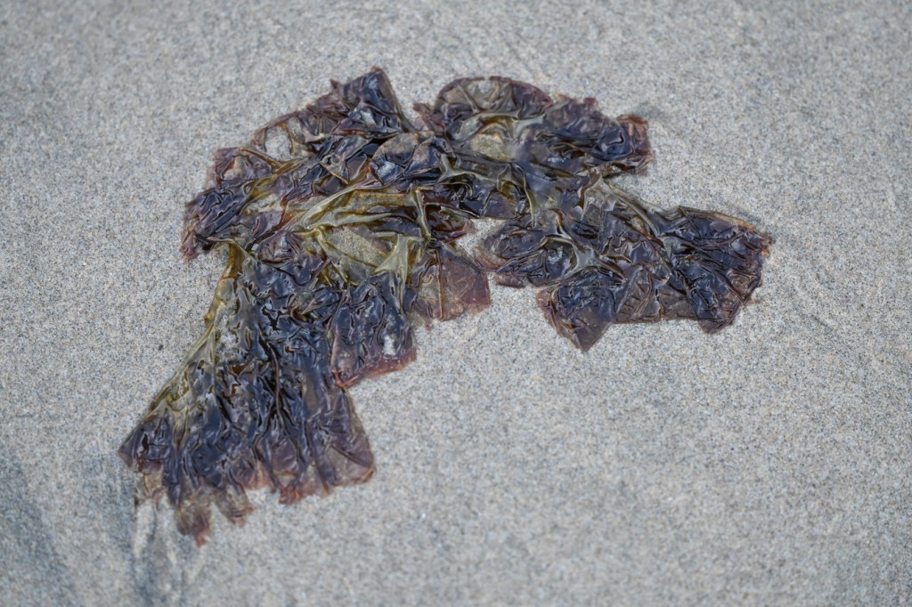 A drift Pyropia blade resting on the sand.