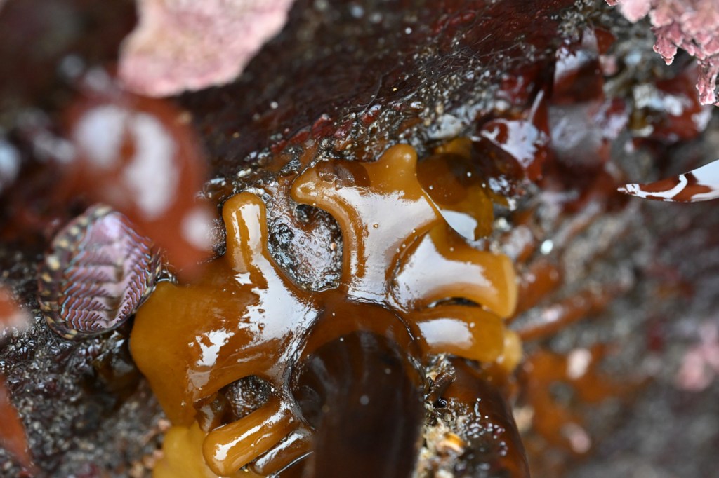Closeup of a Laminaria setchellii holdfast. A lined chiton shares the scene.