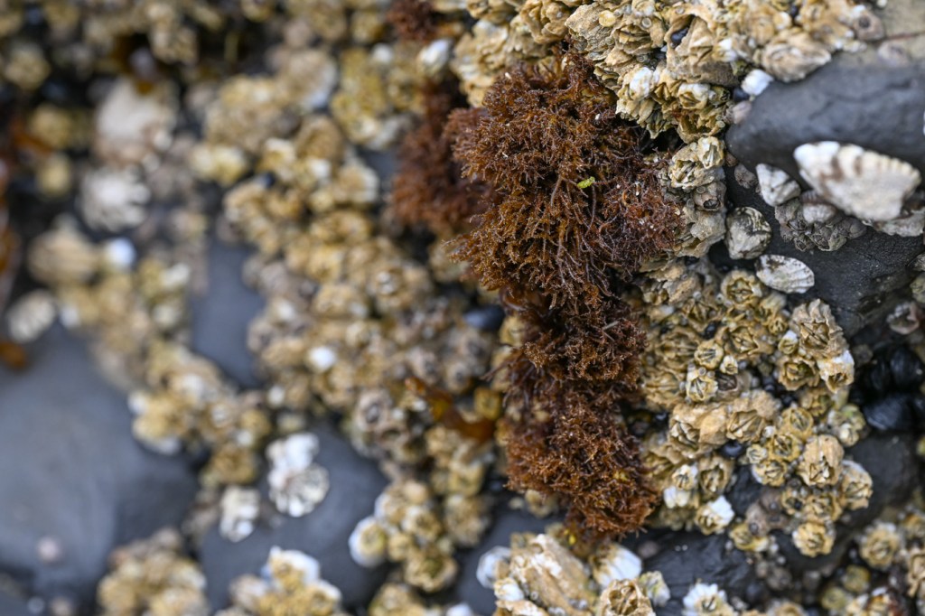 A tuft of Endocladia muricata among acorn barnacles Balanus glandula.