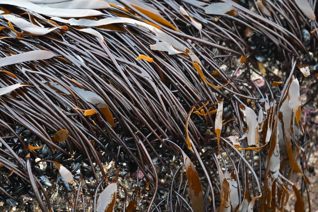 Closeup of a tangle of Laminaria sinclairii blades.