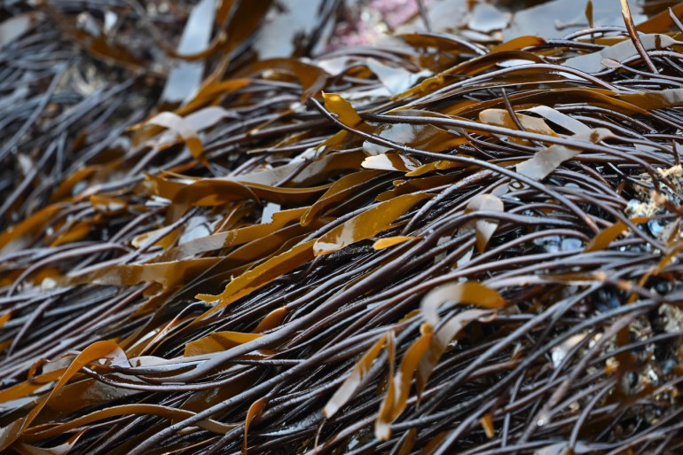 Closeup of Laminaria sinclairii stipes and blades atop a low intertidal rock.