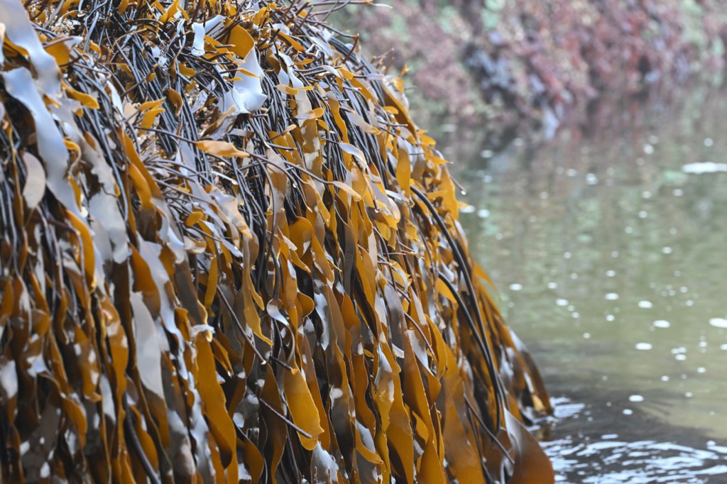Closeup of numerous Laminaria sinclairii stipes and blades draped down the side of a rock. A sand-filled tidepool in the background.