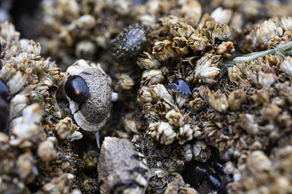 Two leather limpets Onchidella carpenteri in a scene of diverse high intertidal invertebrate life.