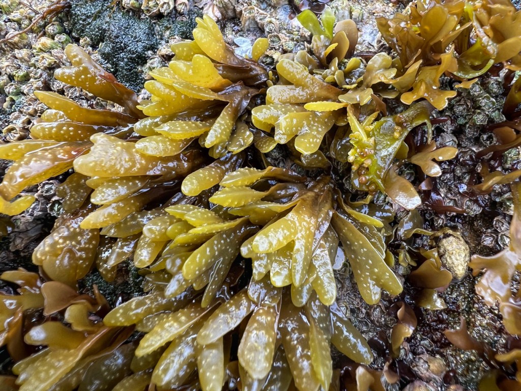 Some small Fucus with expanded blade tips.